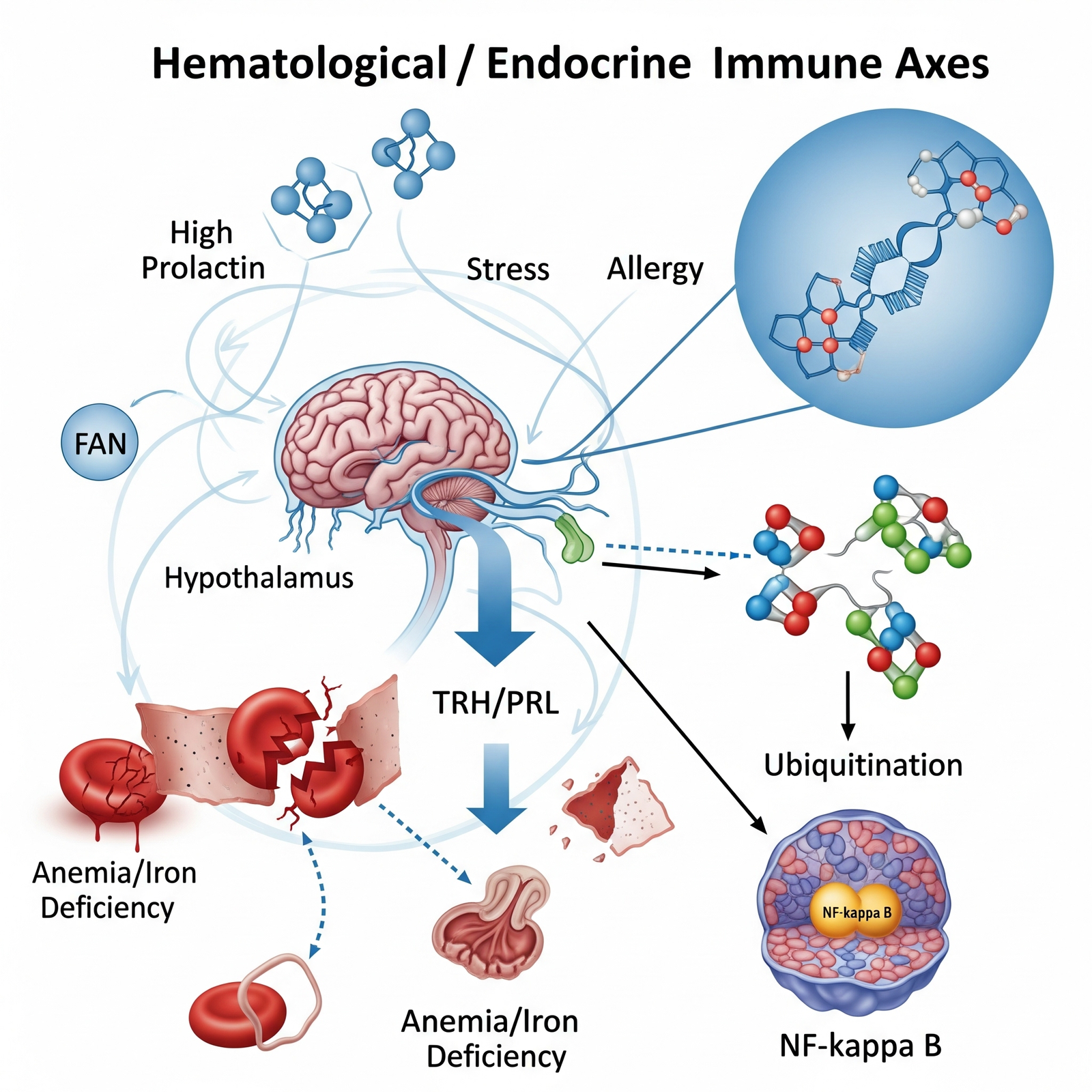 🧠 Estresse Crônico e Seu Corpo: A Conexão Secreta entre Hormônios, Imunidade e a Sua Saúde Mental